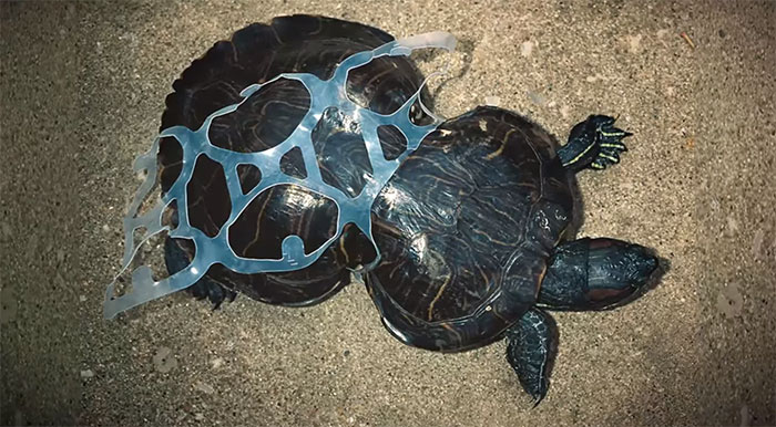 edible-six-pack-beer-rings-safe-for-marine-life-saltwater-brewery-8 edible-six-pack-beer-rings-safe-for-marine-life-saltwater-brewery-8