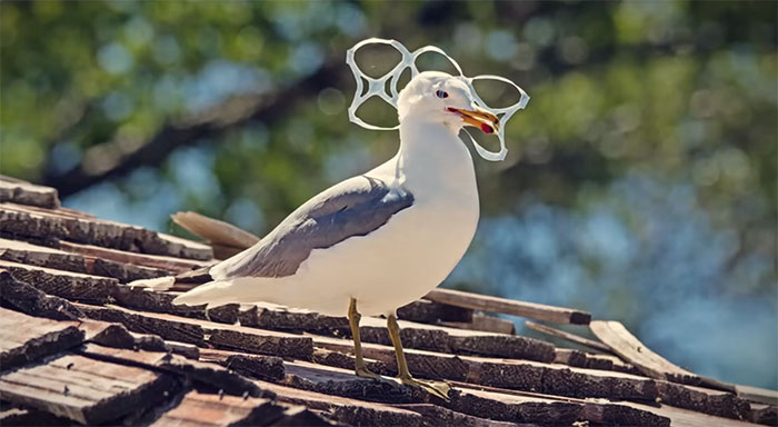 edible-six-pack-beer-rings-safe-for-marine-life-saltwater-brewery-9 edible-six-pack-beer-rings-safe-for-marine-life-saltwater-brewery-9