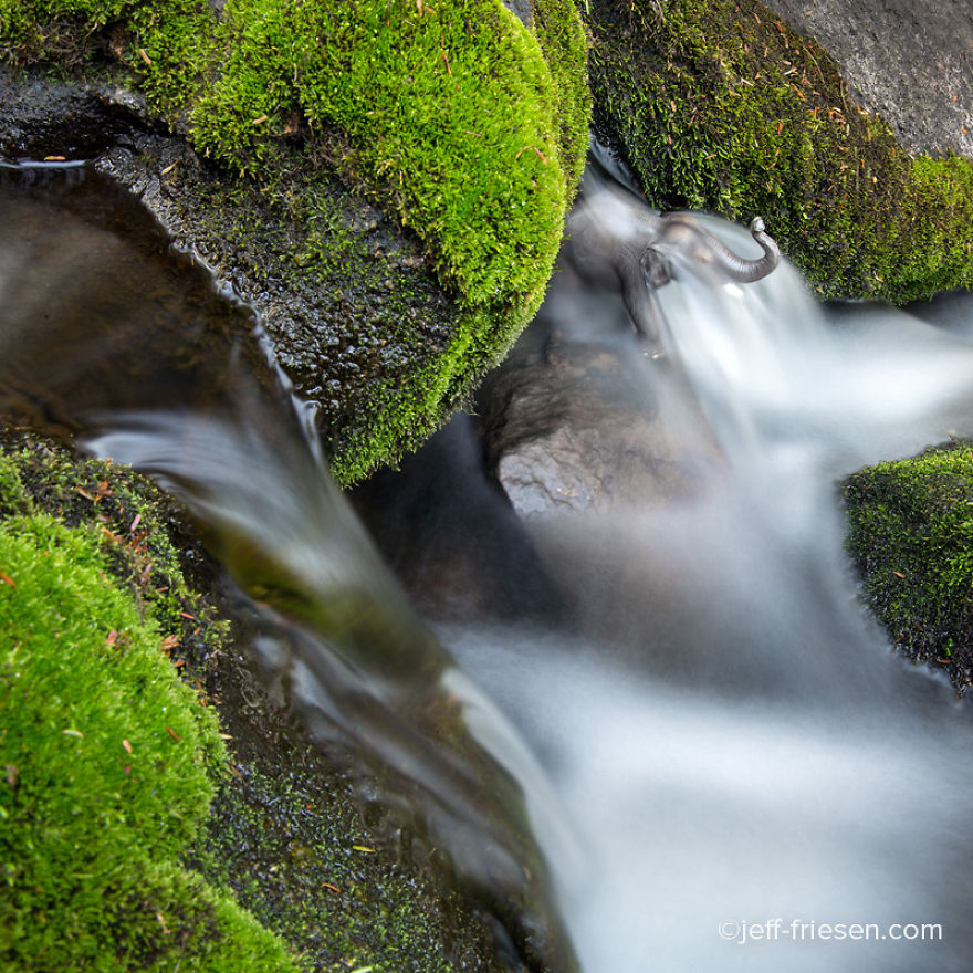 I Made These Photos To Raise Awareness About Human Threats To Wildlife I Made These Photos To Raise Awareness About Human Threats To Wildlife