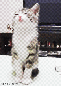 The Funniest Cat Gifs On The Internet