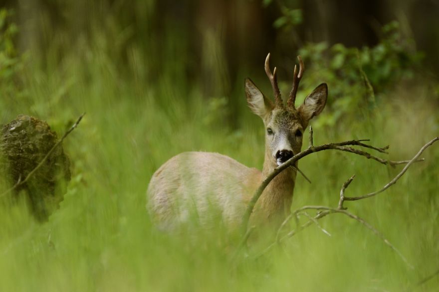 Roe Buck And A White T-shirt Ent Roe Buck And A White T-shirt Ent