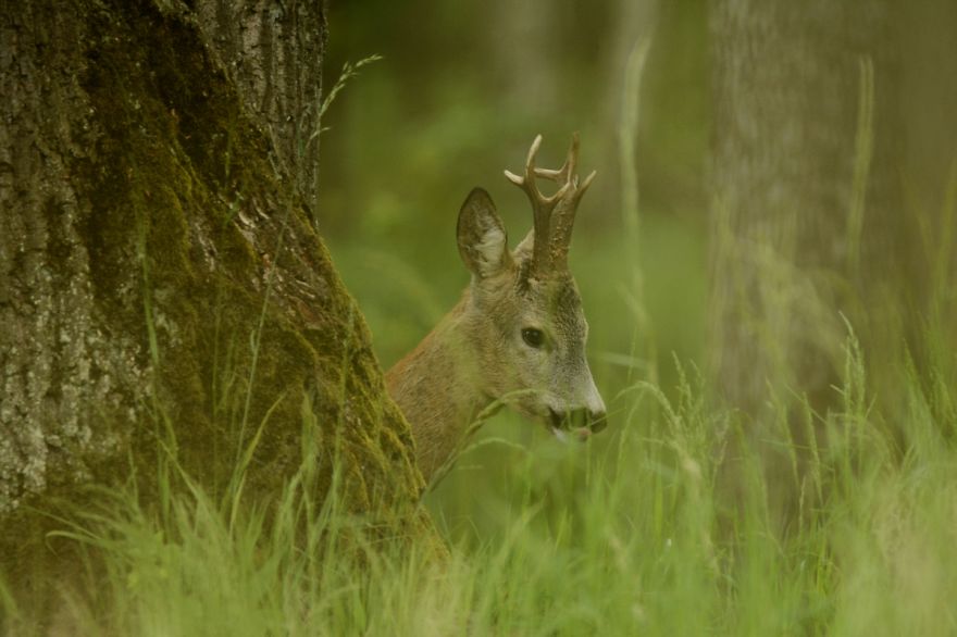 Roe Buck And A White T-shirt Ent