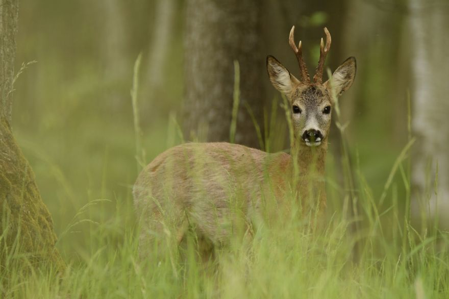 Roe Buck And A White T-shirt Ent