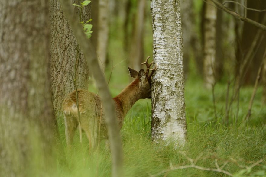 Roe Buck And A White T-shirt Ent Roe Buck And A White T-shirt Ent