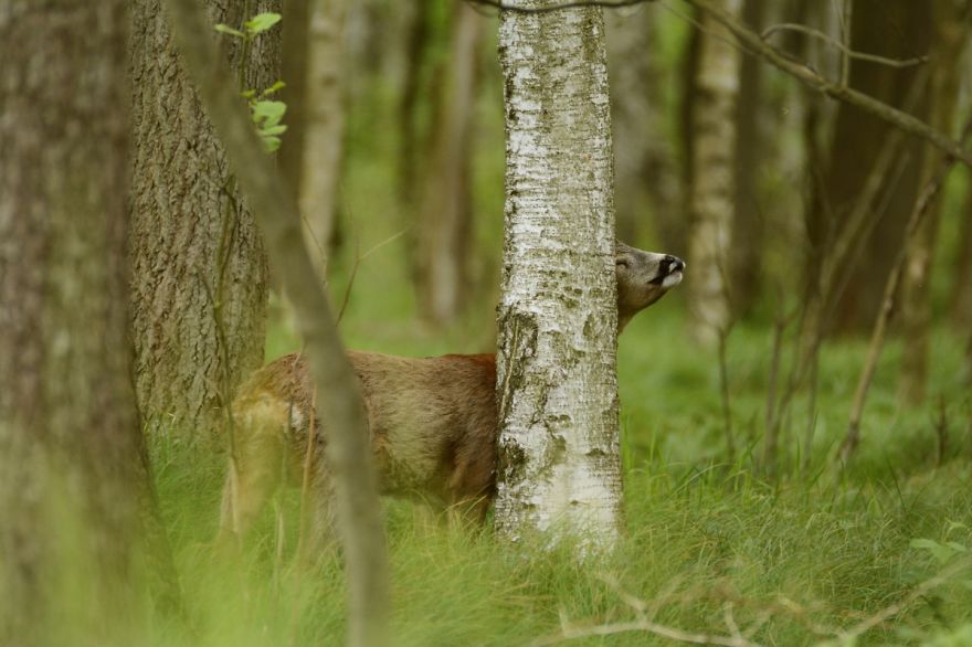 Roe Buck And A White T-shirt Ent Roe Buck And A White T-shirt Ent