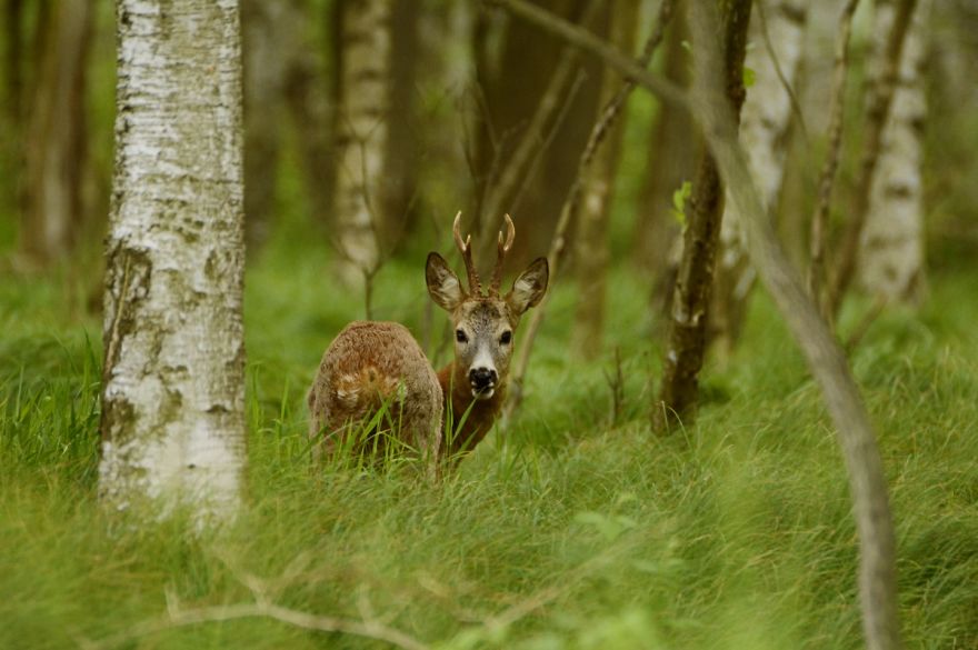 Roe Buck And A White T-shirt Ent