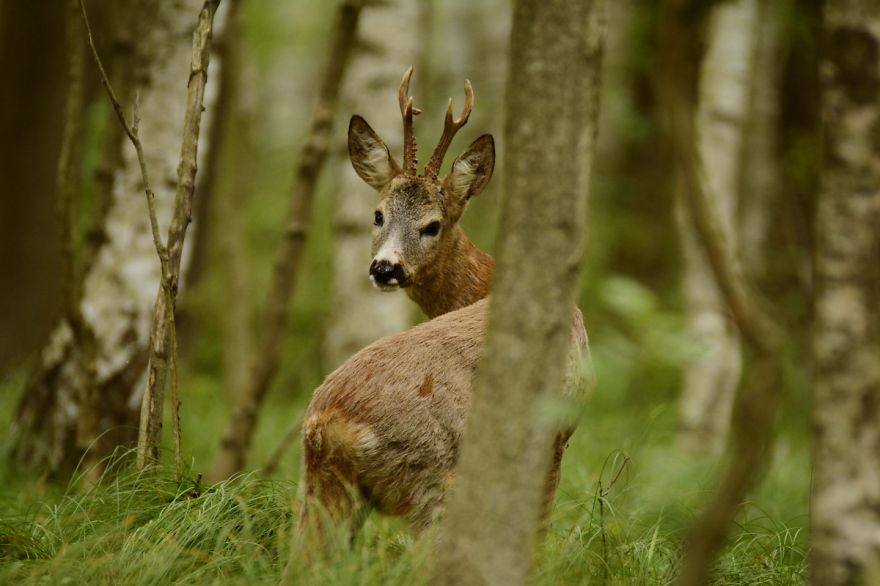 Roe Buck And A White T-shirt Ent Roe Buck And A White T-shirt Ent
