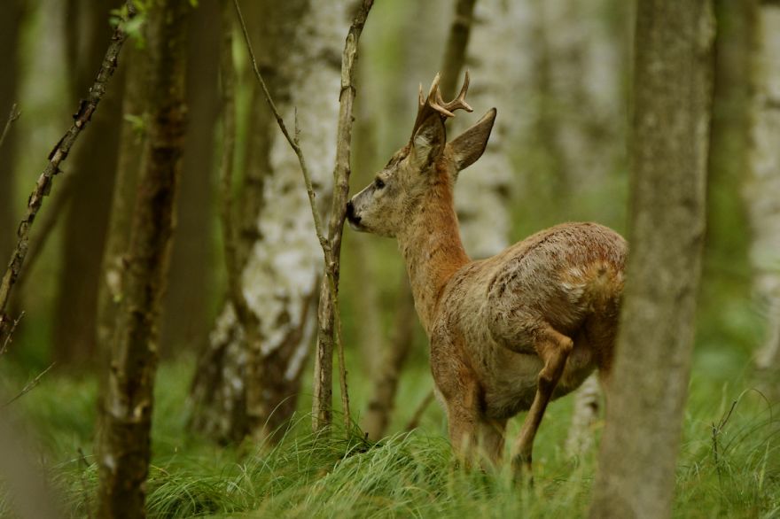 Roe Buck And A White T-shirt Ent