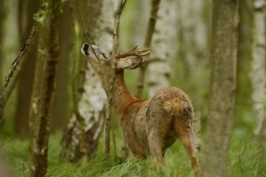 Roe Buck And A White T-shirt Ent