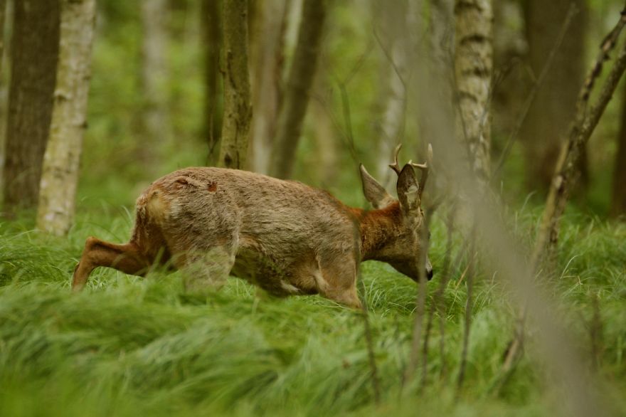 Roe Buck And A White T-shirt Ent