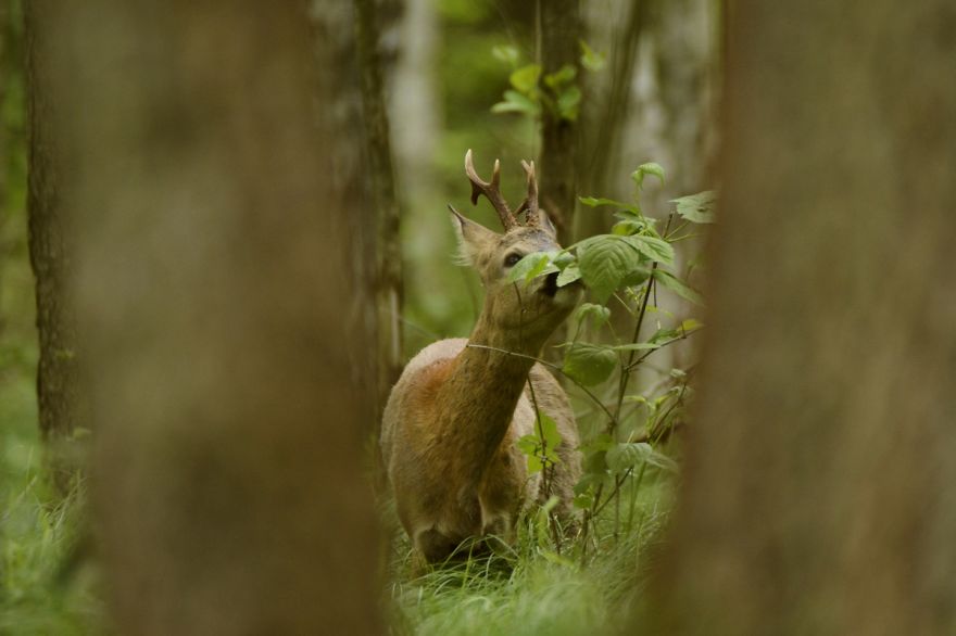 Roe Buck And A White T-shirt Ent