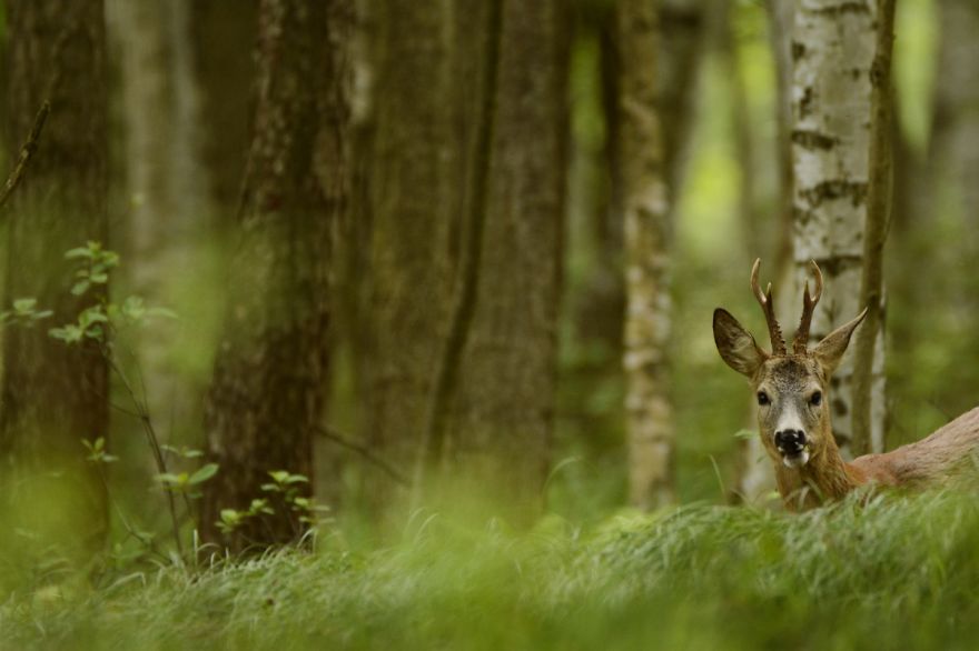 Roe Buck And A White T-shirt Ent Roe Buck And A White T-shirt Ent