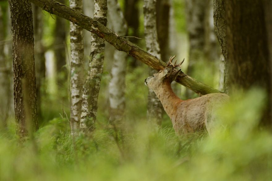 Roe Buck And A White T-shirt Ent Roe Buck And A White T-shirt Ent