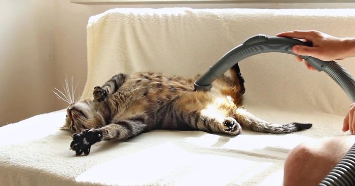 My Cat Bobo Loves Being Vacuumed