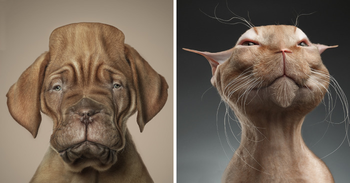 I Made Realistic Animal Caricatures