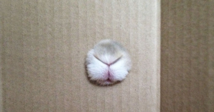 Who Is Hiding Inside The Box?