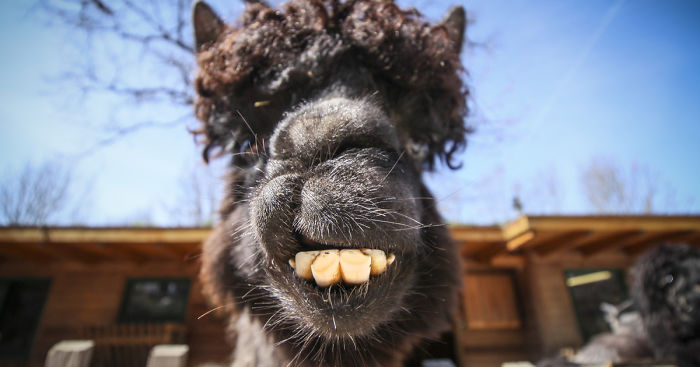 We Took Funny Animal Mugshots, Whilst Traveling Around The World