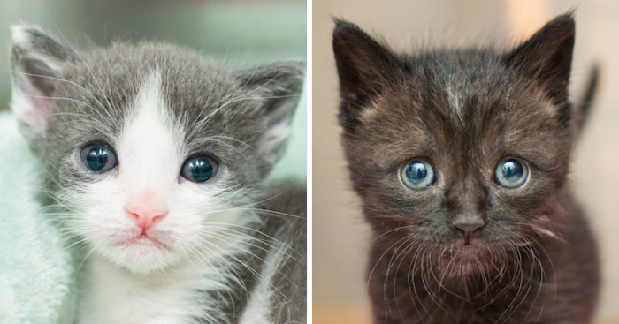 I Photograph Orphaned Kittens To Promote Adoption