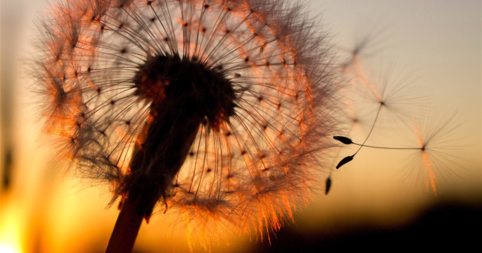 How Ordinary Dandelions Become Extraordinary