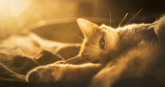 I Photography My Cats During The Golden Hour