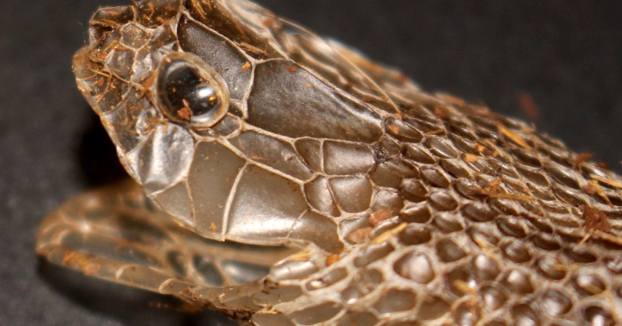 I Found This Snakeskin On My Farm