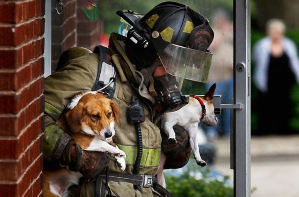 Firefighter Andy Bell Rescues Two Pups From An Apartment Fire In Jacksonville