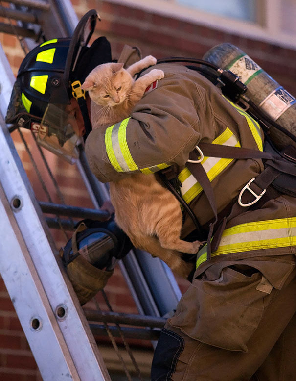 Cat Rescue