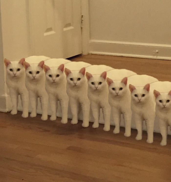 Cat.exe Has Stopped Responding