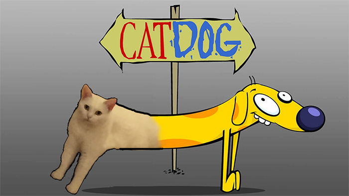 Catdog Is Real