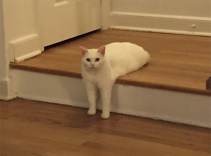 Awkward Half-Cat Inspires Hilarious Photoshop Battle (75 Pics)