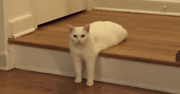 Awkward Half-Cat Inspires Hilarious Photoshop Battle (75 Pics)