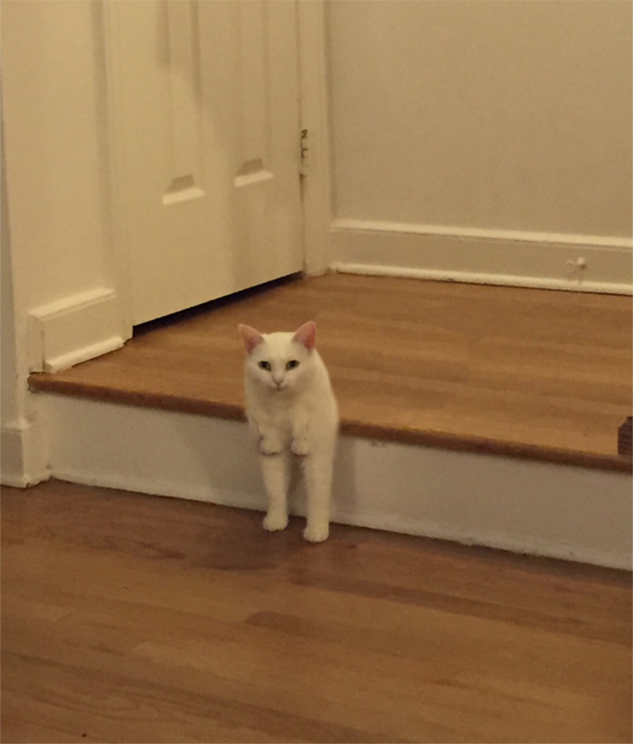 Now Isn't That A Cute Cat