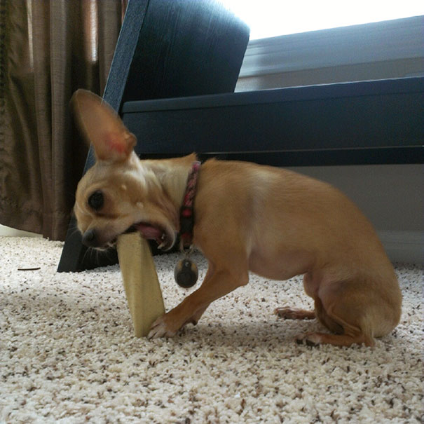 My Husband Thinks It's Funny To Buy Dog Treats Disproportionate To The Size Of Our Dog