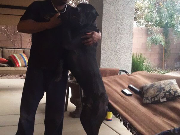 So, I Told My Husband To Get Us A Nice Little Dog About 2 Years Ago. This Is The Pup And He's Not Done Growing