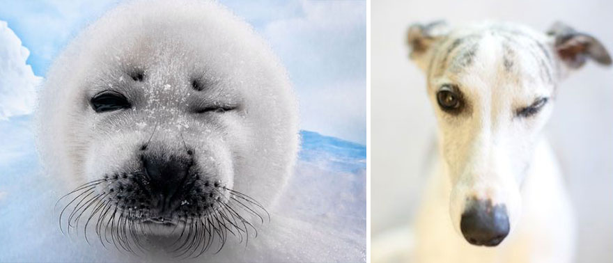 Seal Looks Like Dog