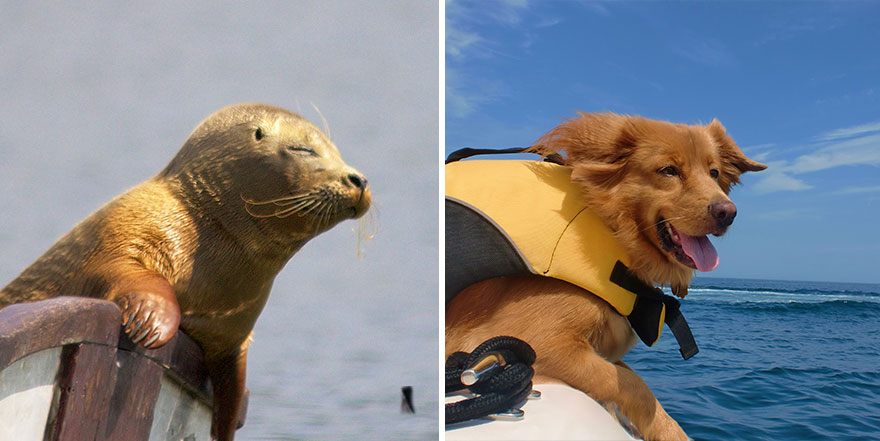 Seal Looks Like Dog