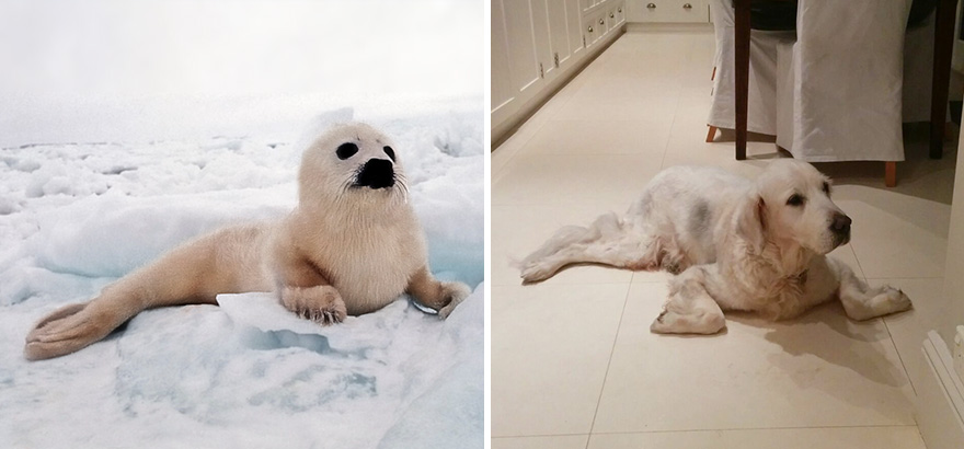 Seal Looks Like Dog