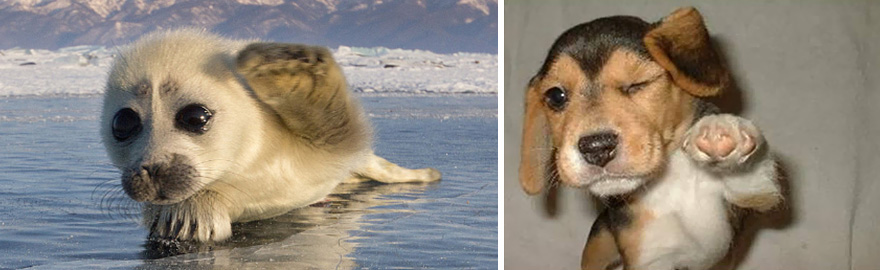 Seal Looks Like Dog