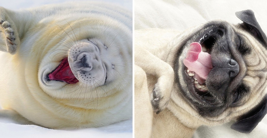 Seal Looks Like Dog