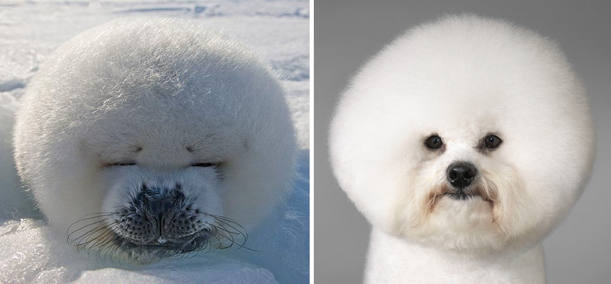Seal Looks Like Dog