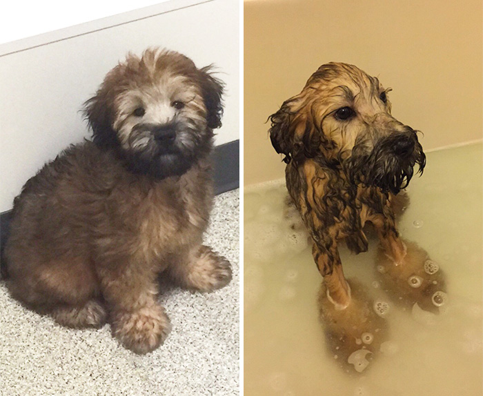 Before Vs. After Bath