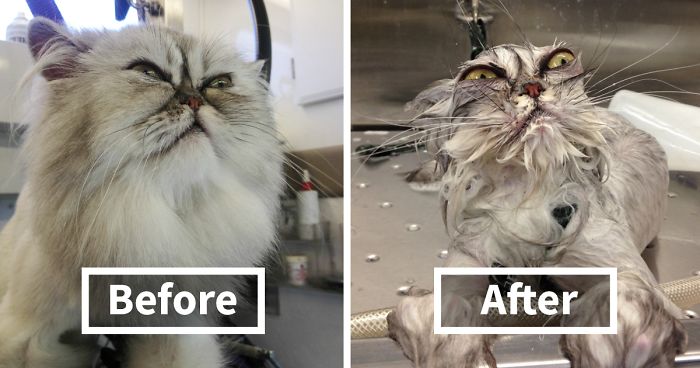 63 Hilarious Animals Before And After A Bath