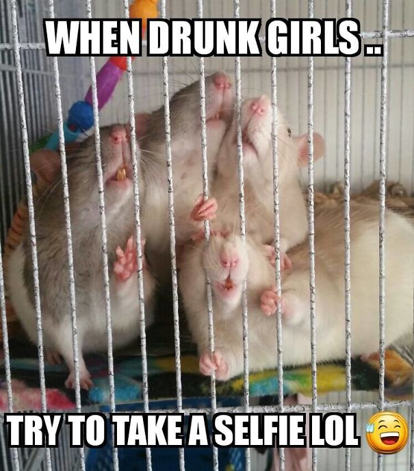 The Thing Is These Memes Of Rats Are Surprisingly Good