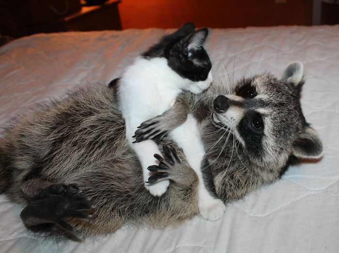 Giz (raccoon) And Grainger Bffs