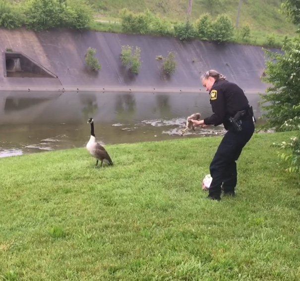 goose-asks-help-police-4 goose-asks-help-police-4