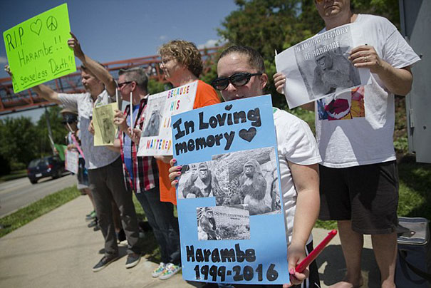 gorilla-shot-after-boy-fall-zoo-enclosure-cincinnati-harambe-10 gorilla-shot-after-boy-fall-zoo-enclosure-cincinnati-harambe-10