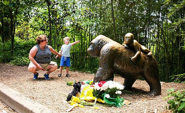 gorilla-shot-after-boy-fall-zoo-enclosure-cincinnati-harambe-13 gorilla-shot-after-boy-fall-zoo-enclosure-cincinnati-harambe-13