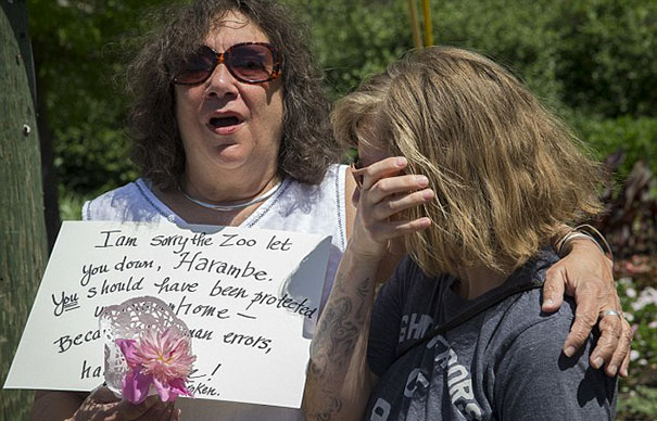 gorilla-shot-after-boy-fall-zoo-enclosure-cincinnati-harambe-14 gorilla-shot-after-boy-fall-zoo-enclosure-cincinnati-harambe-14