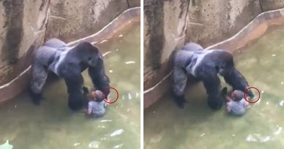 New Video Reveals Gorilla Was Holding Hands With Boy Before Being Shot