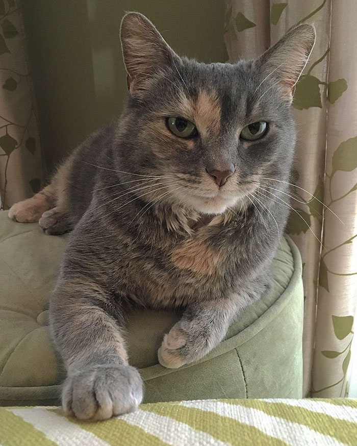 guy-takes-cat-prom-ruby-sam-steingard-9 guy-takes-cat-prom-ruby-sam-steingard-9